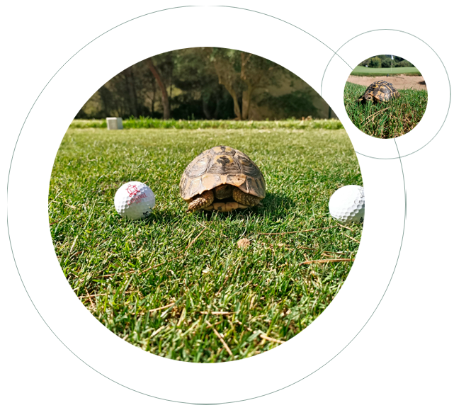 echte schildkröten im golf canyamel